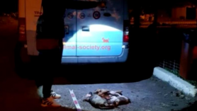 Cruzime fără margini la un adăpost de animale. 4 cățeluși bolnavi, uciși de un angajat, în timp ce mâncau